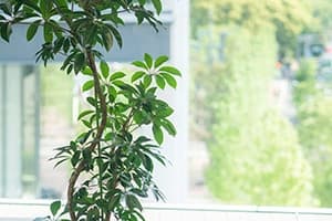 Office plant with window view